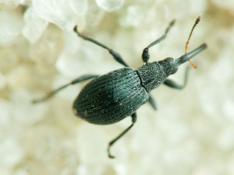 Apionidae Schönherr, 1823